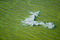 Sediment rising from the sea bed as a result of a bottlenose dolphin (Tursiops truncatus) beating its tail down to trap fish. Beahviour known as mud-ringing. Florida Bay, USA. August 2008.  Taken on...