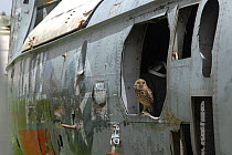Burrowing owl (Athene cunicularia) living in a wrecked helicopter fuselage. Florida, USA. August 2008.