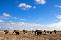 Elephant herd (Loxodonta africana) walking, Amboseli, Kenya. December 2007. Taken on location for BBC tv series 'Life'