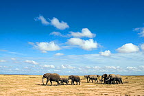 Elephant herd (Loxodonta africana) walking, Amboseli, Kenya. December 2007. Taken on location for BBC tv series 'Life'