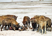 Spotted hyena pack (Crocuta crocuta) eating African buffalo (Syncerus caffer) carcass. Amboseli, Kenya. December 2007. Taken on location for BBC tv series 'Life'