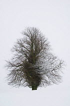 Lone lime tree (Tilia europaea) covered in snow. Forest of Dean, UK. January.