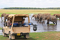 Yogicam' (vehicle-mounted Cineflex camera) alongside herd of drinking elephants (Loxodontia africana) at edge of swamp. Amboseli, Kenya. December 2007 Taken on location for BBC tv series 'Life