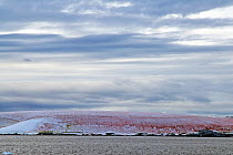 Red algae in ice on shore. Antarctic Peninsula. February 2008. Taken on location for BBC tv series 'Life'