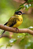 Australasian or Yellow Figbird (Sphecotheres vieilloti) Port Douglas, Queensland, Australia, captive (wild bird in rehab centre)