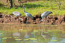Brolga cranes (Grus rubicunda) adults and juvenile fishing in wetland, Corroboree Billabong, Mary River, Northern Territory, Australia