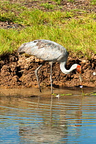 Brolga crane (Grus rubicunda) fishing in wetland, Corroboree Billabong, Mary River, Northern Territory, Australia