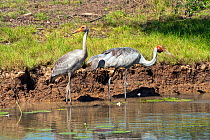 Brolga cranes (Grus rubicunda) adult and juvenile fishing in wetland, Corroboree Billabong, Mary River, Northern Territory, Australia