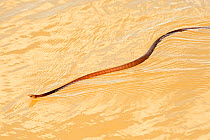 Common Tree snake (Dendrelaphis punctulata) swimming, Mary River, Northern Territory, Australia