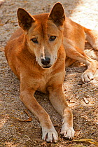 Dingo (Canis dingo) resting portrait, Australia