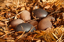Emu (Dromaius novaehollandiae) eggs in nest, Northern Territory Wildlife Park, Darwin, Australia