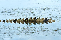 Saltwater crocodile (Crocodylus porosus) tail scales just above water surface, Mary River, Northern Territory, Australia