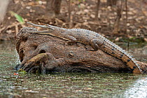 Australian Freshwater crocodile (Crocodylus johnstoni) raising body temperature in sun, Mary River, Northern Territory, Australia