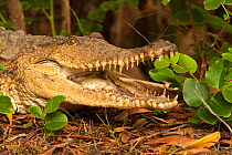 Australian Freshwater crocodile (Crocodylus johnstoni) raising body temperature in sun, sometimes it will open mouth to cool off, Tumbling Waters Caravan Park, Northern Territory, Australia