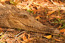 Australian Freshwater crocodile (Crocodylus johnstoni) Tumbling Waters Caravan Park, Northern Territory, Australia