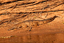 Australian Freshwater crocodile (Crocodylus johnstoni) rests and warms in the sun on the banks of the upper Ord River accessed from Kununurra in Western Australia
