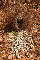 Great grey bowerbird (Chlamydera nuchalis) bower of a male bird showing the bird's attraction to  white objects which it uses to decorate the 'runway' of the bower, Berry Springs, Northern Territory,...