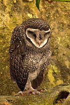 Lesser Sooty Owl (Tyto multipunctata) sleeping on tree trunk. Wildlife Dome, Cairns, Queensland, Australia, captive (wild bird brought in after being injured)