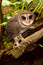 Lesser Sooty Owl (Tyto multipunctata) perched on tree trunk. Wildlife Dome, Cairns, Queensland, Australia, Captive (wild bird brought in after being injured)