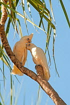 Little Corella (Cacatua sanguinea) pair preening, Mary River, Northern Territory, Australia