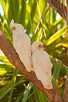 Little Corella (Cacatua sanguinea) pair perched in tree together, Mary River, Northern Territory, Australia