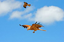 Whistling kites (Haliastur sphenurus) two in flight, one with prey in talons, over Corroboree Billabong, Mary River, Northern Territory, Australia