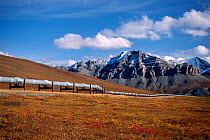 Trans-Alaskan Pipeline, with blooming fall tundra colours, that runs from Prudhoe Bay on the Arctic coast to Valdez at the north central coast of Prince William Sound, Alaska, USA