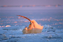 Polar bear (Ursus maritimus) cub plays with a piece of bowhead whale baleen (Balaena mysticetus)along the arctic coast at sunrise, 1002 area of the Arctic National Wildlife Refuge, North Slope, Alaska...