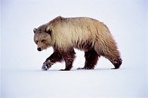 Grizzly bear (Ursus arctos horribils) walking on snow, 1002 coastal plain, Arctic National Wildlife Refuge, North Slope of Brooks Range, Alaska, USA