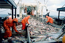 Crew bleeds a full deckload of Pacific cod fish (Gadidae family) before putting them in salt water tanks, on the fishing trawler Western Dawn, Gulf of Alaska, USA. No release available.