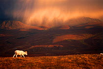 Dall sheep (Ovis dalli) solitary animal at sunset with a storm moving across the sky, Denali National Park, interior Alaska, USA