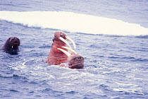 Walrus (Odobenus rosmarus) a cow fights off a bull's advances at the end of mating season, Bering Sea, off the coast of Alaska, USA