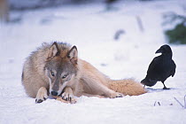 Grey wolf (Canis lupus) eats a bone as a Common raven (Corvus corax) scavenger looks on, in the foothills of the Takshanuk mountains, South-East Alaska, USA