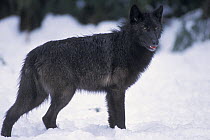 Grey wolf (Canis lupus) female with a black coat in the foothills of the Takshanuk mountains, South-East Alaska, USA