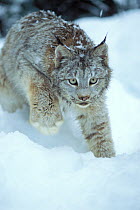 Lynx (Lynx lynx) adult in the snowy foothills of the Takshanuk mountains, South-East Alaska, USA