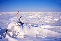Reindeer (Rangifer tarandus) adult carcass frozen in the snow at -40 below zero, 1002 coastal plain of the Arctic National Wildlife Refuge, North Slope, Alaska, USA