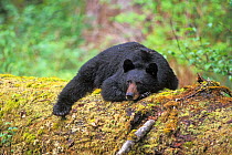 Black bear (Ursus americanus) adult resting on an old growth log in the Olympic rainforest, Olympic National Park, Olympic Peninsula, Washington, USA