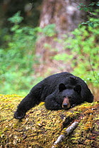 Black bear (Ursus americanus) adult resting on an old growth log in the Olympic rainforest, Olympic National Park, Olympic Peninsula, Washington, USA