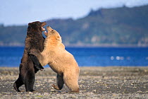Grizzly bear (Ursus arctos horribilis) young rare blonde (white) bear plays with a young dark coloured bear along the coast of Katmai National Park, Alaskan peninsula, USA