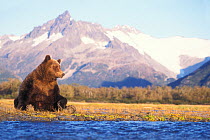 Grizzly bear (Ursus arctos horribils) sow sits in riverbed with a mountain range in background, east coast of Katmai National Park on the Alaskan peninsula, USA