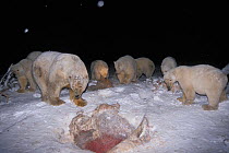 Polar bears (Ursus maritimus) scavenging on baleen whale bones at night in the 1002 coastal plain of the Arctic National Wildlife Refuge, Alaska, USA