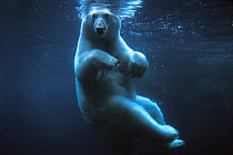 Polar bear (Ursus maritimus) underwater view swimming in a pool, Anchorage Zoo, Alaska, USA. No release available.