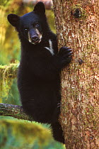 Black bear (Ursus americanus) cub up a tree for safety at Anan Creek, Tongass National Forest, southeast Alaska, USA