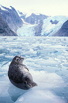 Pacific harbour seal (Phoca vitulina richardsi) on ice in Northwestern Fjord, Kenai Fjords National Park, Alaska, USA