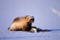 Wolverine (Gulo gulo) adult scavenging along the 1002 coastal plain of the Arctic National Wildlife Refuge, North Slope of Brooks Range, Alaska, USA