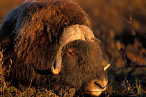 Muskox (Ovibos moschantus) profile of a bull on the central arctic coastal plain, North Slope of the Brooks Range, Alaska, USA