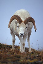 Dall sheep (Ovis dalli) ram on Mount Margaret , Primrose Ridge, Denali National Park, Interior of Alaska, USA