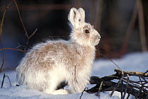 Snowshoe hare (Lepus americanus) adult with coat changing into summer colors, south side of the Brooks Range, Alaska, USA
