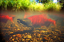 Sockeye salmon (Oncorhynchus nerka) adult swims upstream to spawn, interior of Alaska, USA