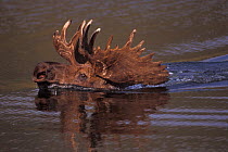 Moose (Alces alces) bull adult swims across a lake in Denali National Park, Interior of Alaska, summer, USA